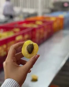 خواص زردآلو خشک